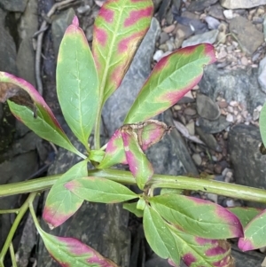 Phytolacca octandra at Kowen, ACT - 8 Jul 2022