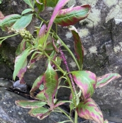 Phytolacca octandra at Kowen, ACT - 8 Jul 2022