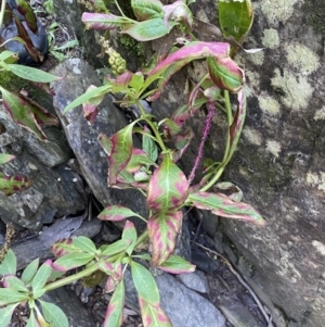 Phytolacca octandra at Kowen, ACT - 8 Jul 2022