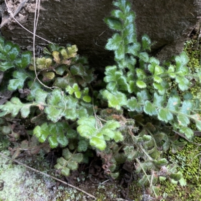 Pleurosorus rutifolius (Blanket Fern) at Molonglo Gorge - 8 Jul 2022 by Steve_Bok