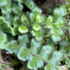 Asplenium subglandulosum at Kowen, ACT - 8 Jul 2022 02:33 PM