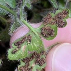 Asplenium subglandulosum at Kowen, ACT - 8 Jul 2022