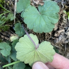 Hydrocotyle laxiflora at Kowen, ACT - 8 Jul 2022