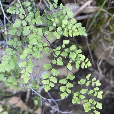 Adiantum aethiopicum (Common Maidenhair Fern) at Molonglo Gorge - 8 Jul 2022 by SteveBorkowskis