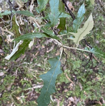 Solanum cinereum (Narrawa Burr) at Molonglo Gorge - 8 Jul 2022 by SteveBorkowskis