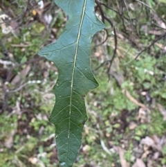 Solanum cinereum at Kowen, ACT - 8 Jul 2022