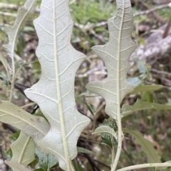 Solanum cinereum at Kowen, ACT - 8 Jul 2022