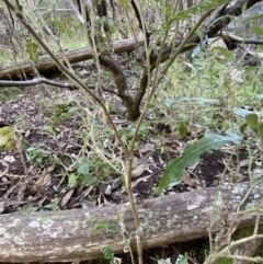 Solanum cinereum at Kowen, ACT - 8 Jul 2022