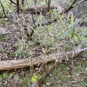 Solanum cinereum at Kowen, ACT - 8 Jul 2022