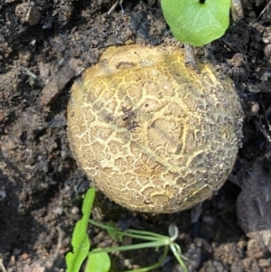 Scleroderma sp. at Kowen, ACT - 8 Jul 2022