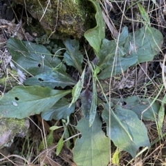 Ajuga australis (Austral Bugle) at Molonglo Gorge - 8 Jul 2022 by Steve_Bok