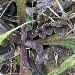 Ajuga australis at Kowen, ACT - 8 Jul 2022