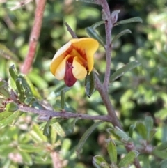 Pultenaea microphylla (Egg and Bacon Pea) at Molonglo Gorge - 8 Jul 2022 by Steve_Bok