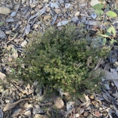 Pultenaea microphylla at Kowen, ACT - 8 Jul 2022