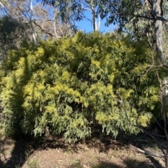 Acacia vestita (Hairy Wattle) at Kowen, ACT - 8 Jul 2022 by SteveBorkowskis