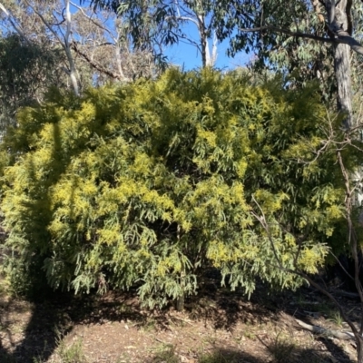 Acacia vestita (Hairy Wattle) at Molonglo Gorge - 8 Jul 2022 by SteveBorkowskis