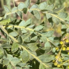 Acacia vestita at Kowen, ACT - 8 Jul 2022