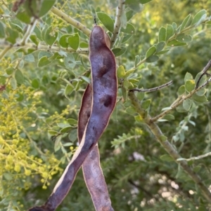 Acacia vestita at Kowen, ACT - 8 Jul 2022