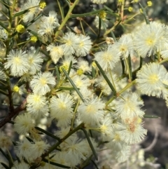 Acacia genistifolia (Early Wattle) at Kowen, ACT - 8 Jul 2022 by SteveBorkowskis