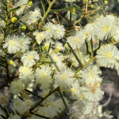 Acacia genistifolia (Early Wattle) at Kowen, ACT - 8 Jul 2022 by SteveBorkowskis