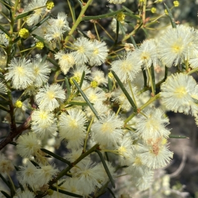 Acacia genistifolia (Early Wattle) at Molonglo Gorge - 8 Jul 2022 by SteveBorkowskis