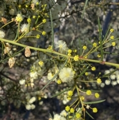 Acacia genistifolia at Kowen, ACT - 8 Jul 2022