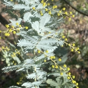 Acacia baileyana at Kowen, ACT - 8 Jul 2022