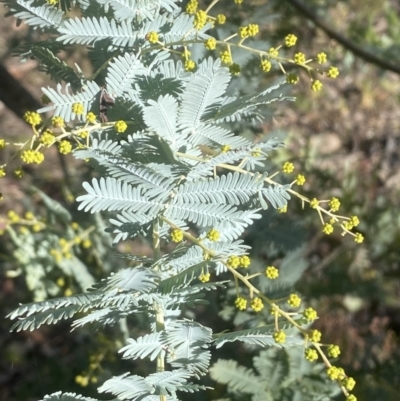 Acacia baileyana (Cootamundra Wattle, Golden Mimosa) at Molonglo Gorge - 8 Jul 2022 by Steve_Bok