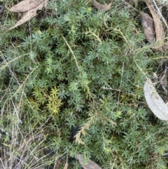 Astroloma humifusum at Kowen, ACT - 8 Jul 2022