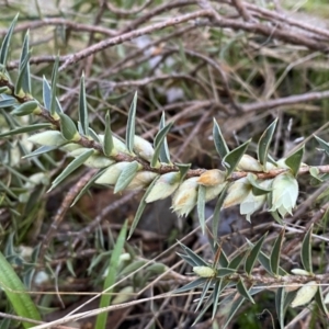 Melichrus urceolatus at Kowen, ACT - 8 Jul 2022