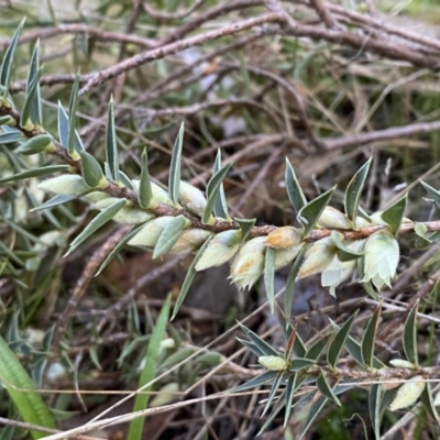 Melichrus urceolatus (Urn Heath) at Kowen, ACT - 8 Jul 2022 by SteveBorkowskis