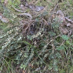 Melichrus urceolatus at Kowen, ACT - 8 Jul 2022