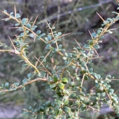 Bursaria spinosa (Native Blackthorn, Sweet Bursaria) at Kowen, ACT - 8 Jul 2022 by SteveBorkowskis