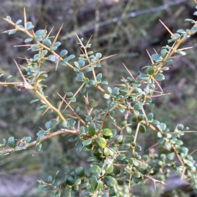 Bursaria spinosa (Native Blackthorn, Sweet Bursaria) at Kowen, ACT - 8 Jul 2022 by SteveBorkowskis