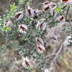 Mirbelia oxylobioides (Mountain Mirbelia) at Kowen, ACT - 8 Jul 2022 by SteveBorkowskis