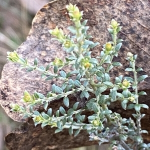 Mirbelia oxylobioides at Kowen, ACT - 8 Jul 2022