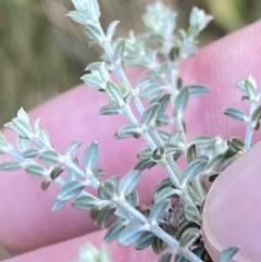 Mirbelia oxylobioides at Kowen, ACT - 8 Jul 2022