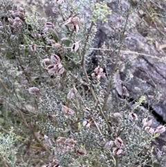 Mirbelia oxylobioides at Kowen, ACT - 8 Jul 2022