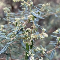 Pomaderris angustifolia (Pomaderris) at Kowen, ACT - 8 Jul 2022 by SteveBorkowskis