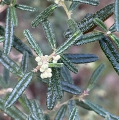 Pomaderris angustifolia at Kowen, ACT - 8 Jul 2022