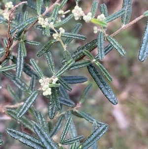 Pomaderris angustifolia at Kowen, ACT - 8 Jul 2022