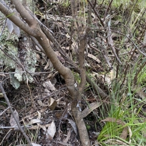 Pomaderris angustifolia at Kowen, ACT - 8 Jul 2022