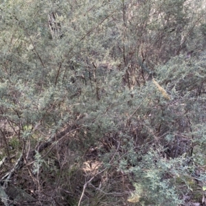 Pomaderris angustifolia at Kowen, ACT - 8 Jul 2022