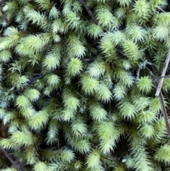 Bartramiaceae at Molonglo Gorge - 8 Jul 2022 by Steve_Bok