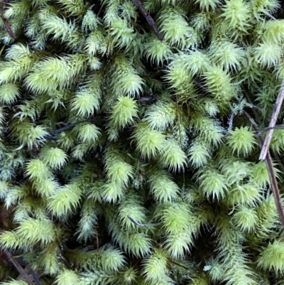 Bartramiaceae at Molonglo Gorge - 8 Jul 2022 by Steve_Bok