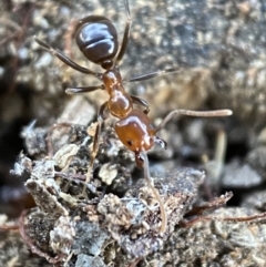 Papyrius nitidus (Shining Coconut Ant) at Kowen, ACT - 8 Jul 2022 by Steve_Bok