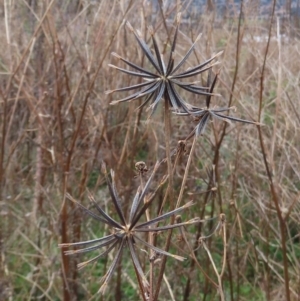 Bidens sp. at Theodore, ACT - 9 Jul 2022