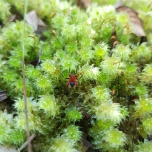 Nicodamidae (family) at Sandy Bay, TAS - 19 Mar 2022 02:08 PM