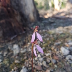 Eriochilus cucullatus (Parson's Bands) at South Hobart, TAS - 25 Mar 2022 by Detritivore