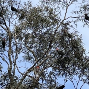 Callocephalon fimbriatum at Jerrabomberra, NSW - suppressed